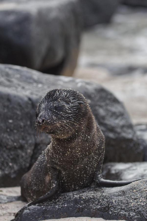 Suite Cielo, Discover The Magic Of Galapagos Puerto Baquerizo Moreno Exterior foto