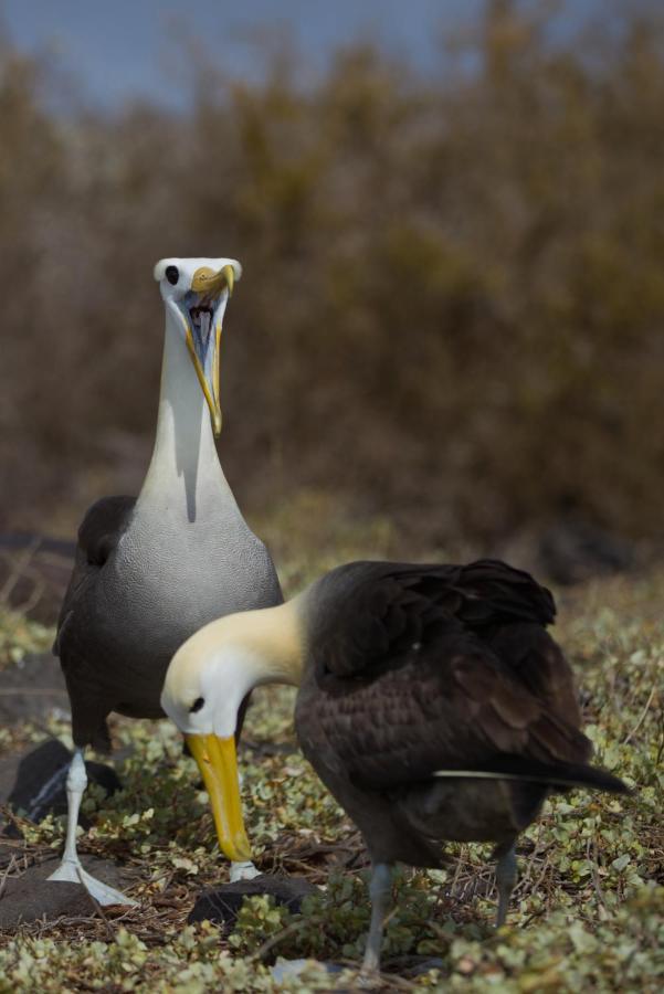 Suite Cielo, Discover The Magic Of Galapagos Puerto Baquerizo Moreno Exterior foto